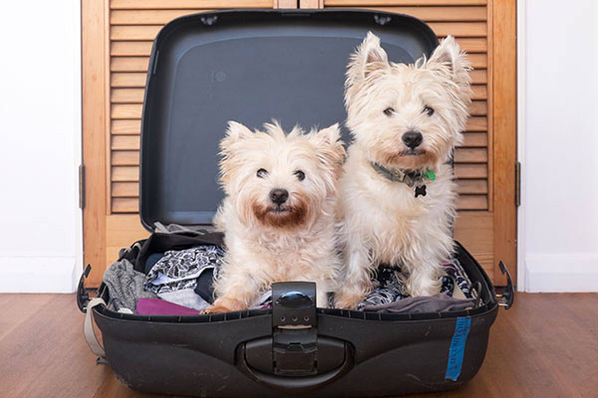 2. de nos informar sobre o seu animal de estimação Hotel ILUNION Mérida Palace